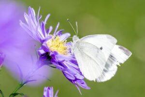 腸活サプリに難消化性デキストリン配合の効果とは？