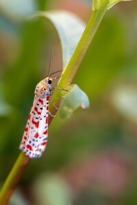 腸活サプリにシンバイオティクス配合はどんな効果があるの？