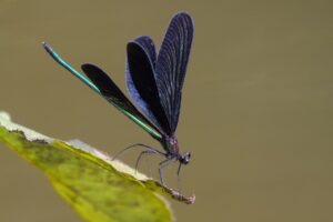 腸活サプリにプレバイオティクス配合はどんな効果があるの？