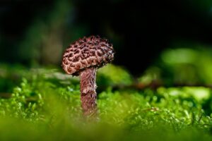 腸活サプリのビフィズス菌配合に関する特徴とは？