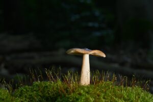 腸活サプリのビフィズス菌配合の特徴とは？