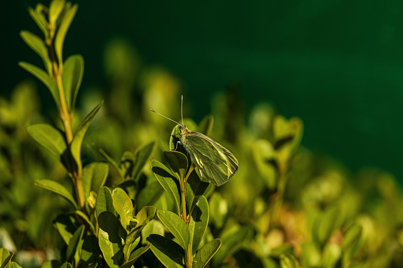腸活サプリの効果はなくても続けるべき理由とは？