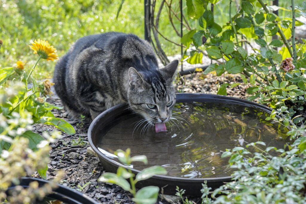 腸活サプリを断食中に飲んでいいの？