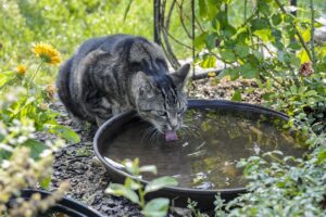 腸活サプリを断食中に飲んでいいの？