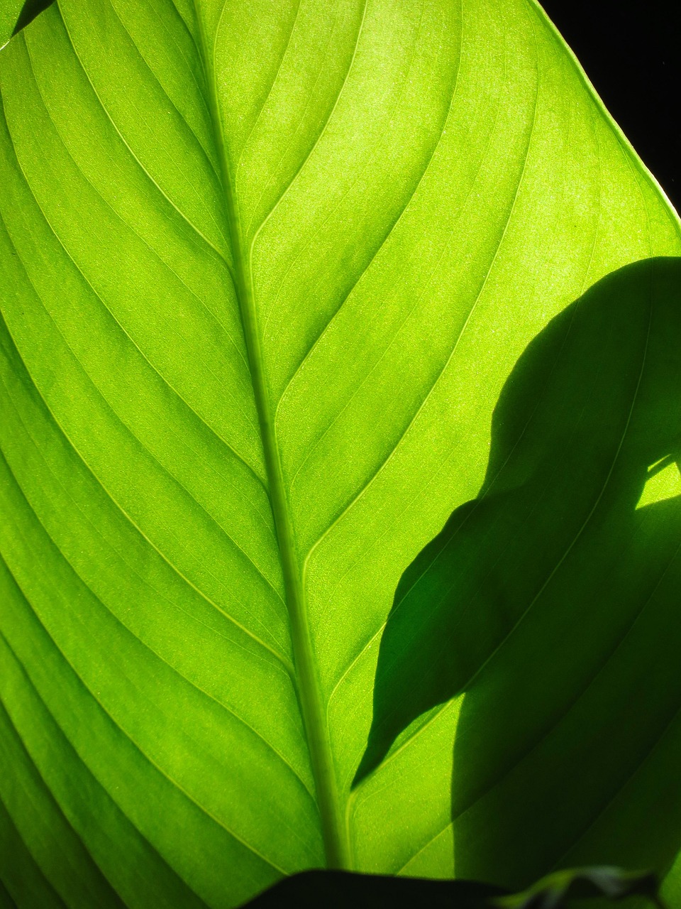 腸活サプリにクロロフィル配合のニオイ対策はどのように効果的？