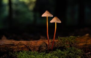 腸活サプリに含まれる酪酸菌以外の有用菌とは？