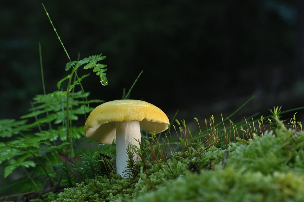 腸活サプリの生菌と死菌の違いは何ですか？