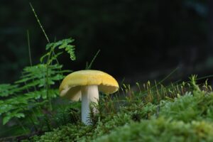 腸活サプリの生菌と死菌の違いは何ですか？