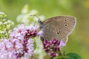 腸活サプリが生活習慣病に与える影響と腸内環境の関係は？