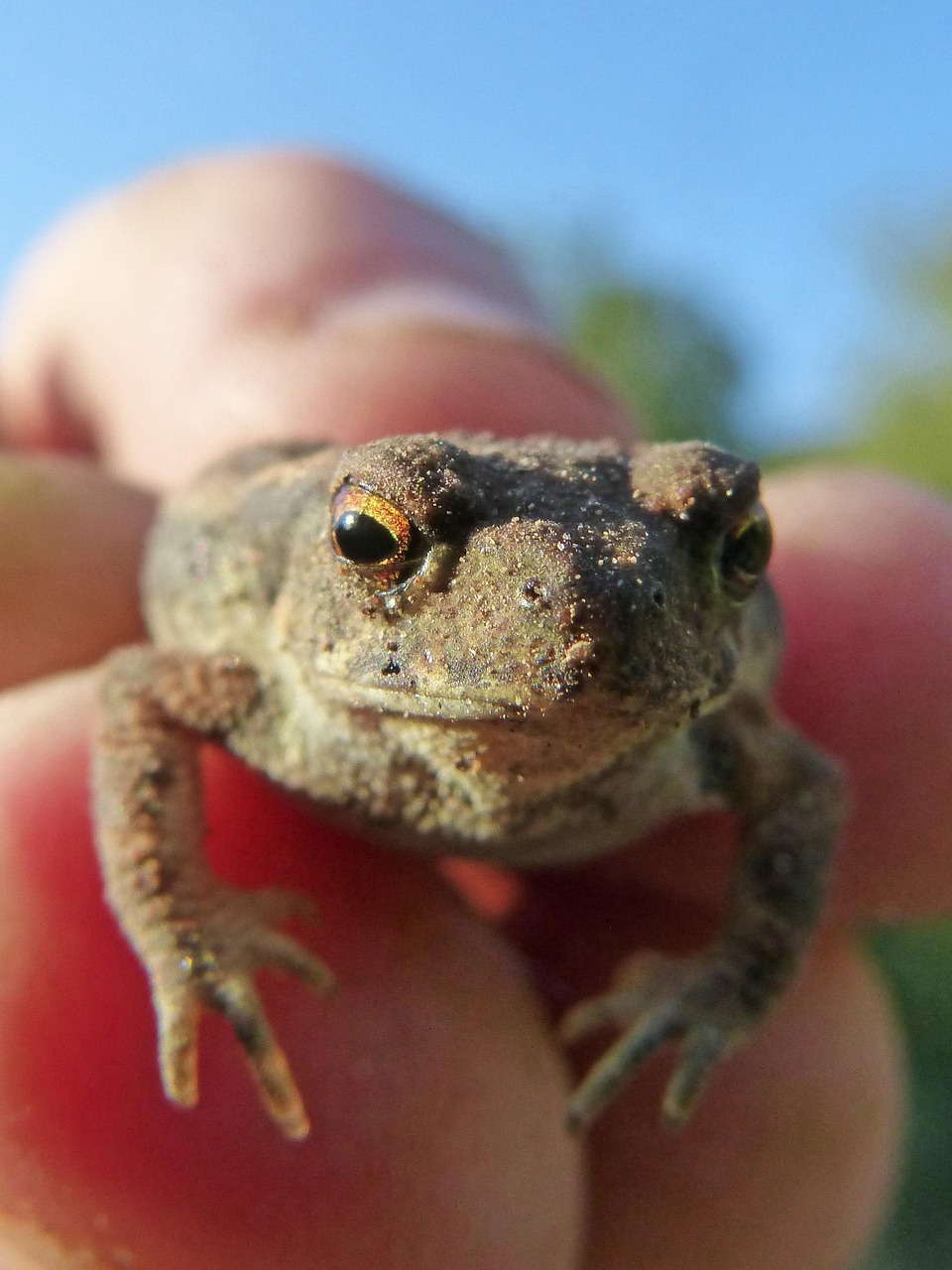腸活サプリで肌荒れの変化はいつから実感できる？