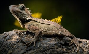 腸活サプリのビフォーアフター写真は信頼性があるのか？