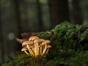 腸活サプリの生菌は保管方法で劣化するのか？