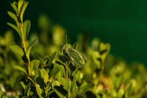 腸活サプリを使った体重の変化は本当にあるか？
