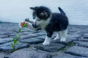 腸活サプリを使って風邪をひきにくい体になるには？