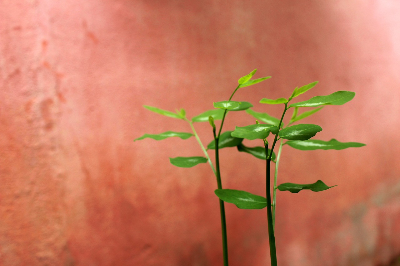 腸活サプリのトライアルセットで試せる商品は？