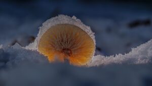 腸活サプリの製造からいつまで菌を保つことができるのか？