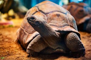 腸活サプリを発熱があるときに中止すべき理由とは？